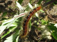 Raupe von Malacosoma cf. castrensis, Wolfsmilch-Ringelspinner
