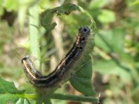 Raupe von Malacosoma neustria, Ringelspinner