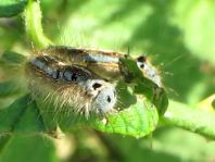 Raupe von Malacosoma neustria, Ringelspinner