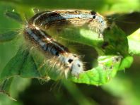 Raupe von Malacosoma neustria, Ringelspinner