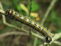 Raupe vom Mondvogel, Phalera bucephala