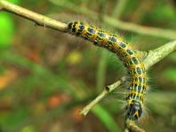 Raupe vom Mondvogel, Phalera bucephala