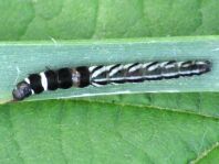 Helcystogramma sp.