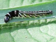 Helcystogramma sp.