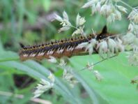 Raupe von der Grasglucke oder Trinkerin, Euthrix potatoria