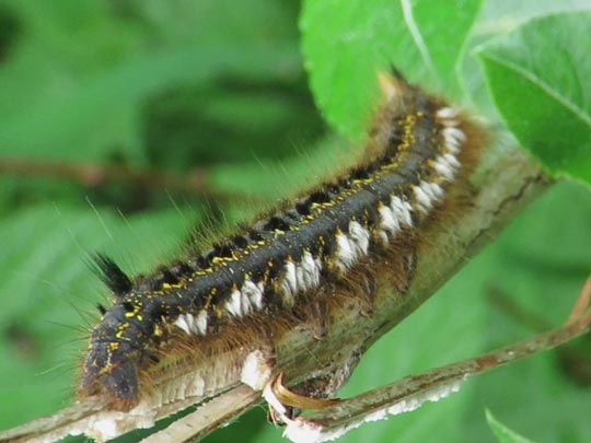 Raupe von der Grasglucke oder Trinkerin, Euthrix potatoria