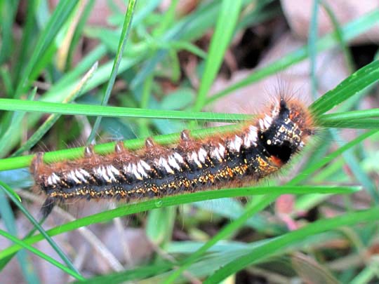 Raupe von der Grasglucke oder Trinkerin, Euthrix potatoria
