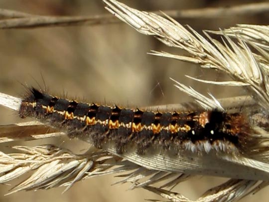 Raupe von der Grasglucke oder Trinkerin, Euthrix potatoria