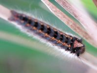Raupe von der Grasglucke oder Trinkerin, Euthrix potatoria