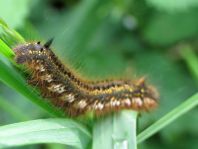 Raupe von der Grasglucke oder Trinkerin, Euthrix potatoria