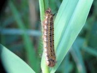 Raupe von der Grasglucke oder Trinkerin, Euthrix potatoria