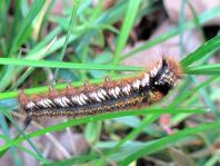 Raupe von der Grasglucke oder Trinkerin, Euthrix potatoria