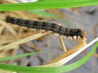 Raupe von der Grasglucke oder Trinkerin, Euthrix potatoria