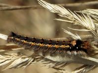 Raupe von der Grasglucke oder Trinkerin, Euthrix potatoria