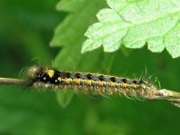 Raupe von der Grasglucke oder Trinkerin, Euthrix potatoria