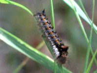 Raupe von der Grasglucke oder Trinkerin, Euthrix potatoria