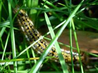 Raupe von der Grasglucke oder Trinkerin, Euthrix potatoria