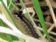 Raupe von der Grasglucke oder Trinkerin, Euthrix potatoria