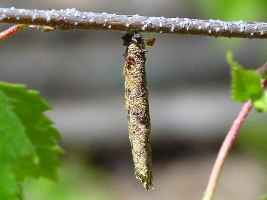 Raupe vom Röhrensackträger, Taleporia tubulosa