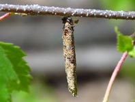 Raupe vom Röhrensackträger, Taleporia tubulosa