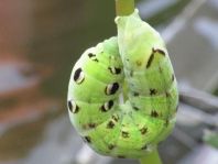 Deilephila elpenor, Mittlerer Weinschwärmer
