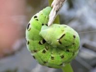 Deilephila elpenor, Mittlerer Weinschwärmer