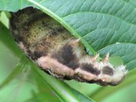 Deilephila elpenor, Mittlerer Weinschwärmer
