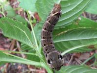 Deilephila elpenor, Mittlerer Weinschwärmer