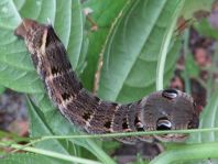 Deilephila elpenor, Mittlerer Weinschwärmer