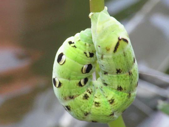 Raupen von Deilephila elpenor, Mittlerer Weinschwärmer