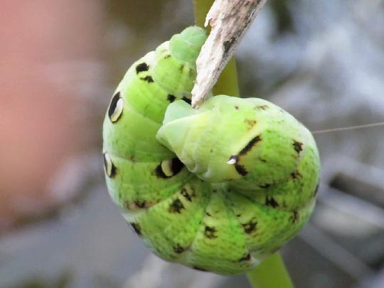 Raupen von Deilephila elpenor, Mittlerer Weinschwärmer