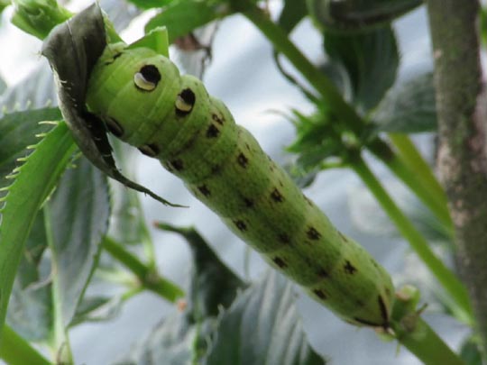 Raupen von Deilephila elpenor, Mittlerer Weinschwärmer