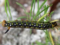 Hyles euphorbiae, Wolfsmilchschwärmer