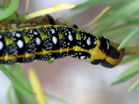 Hyles euphorbiae, Wolfsmilchschwärmer