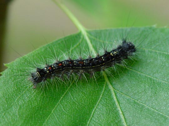 Raupe vom Schwammspinner, Lymantria dispar