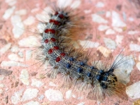Raupe vom Schwammspinner, Lymantria dispar