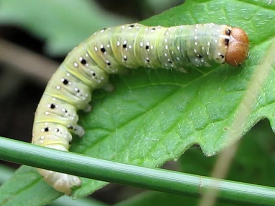 Achlya flavicornis, Gelbhorn-Eulenspinner