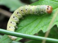 Achlya flavicornis, Gelbhorn-Eulenspinner