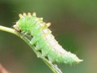 Raupe von Drepana falcataria, Heller Sichelflügler
