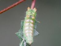 Raupe von Drepana falcataria, Heller Sichelflügler