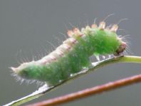 Raupe von Drepana falcataria, Heller Sichelflügler