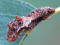 Raupe von Falcaria lacertinaria, Birken-Sichelflügler