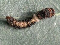 Raupe von Falcaria lacertinaria, Birken-Sichelflügler