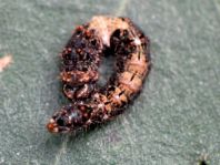 Raupe von Falcaria lacertinaria, Birken-Sichelflügler