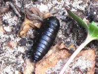 Puppe vom Schmetterling