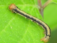 Agriopis aurantiaria, Orangegelber Breitflügelspanner, Raupe