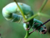 Biston betularia, Birkenspanner, Raupe