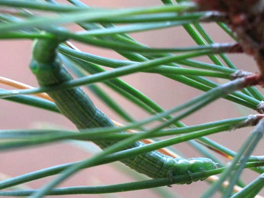 Bupalus piniaria, Kiefernspanner, Raupe