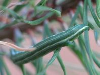 Bupalus piniaria, Kiefernspanner, Raupe