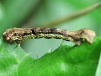 Erannis defoliaria, Großer Frostspanner, Raupe